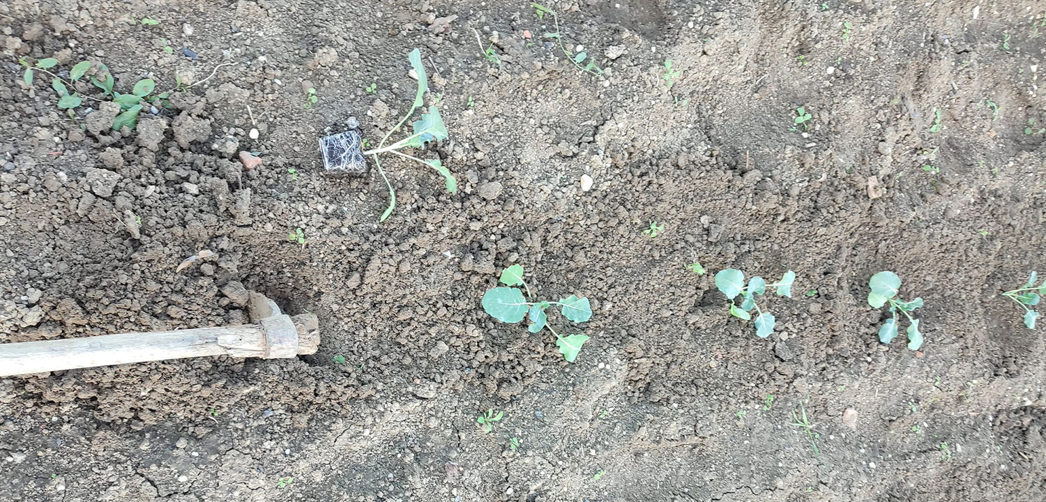 Azienda-Agricola-Rimini-Santa-Pazienza-3