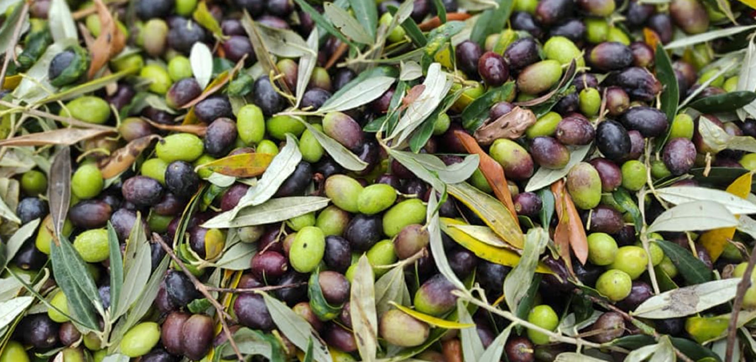 Azienda-Agricola-Rimini-Santa-Pazienza-5