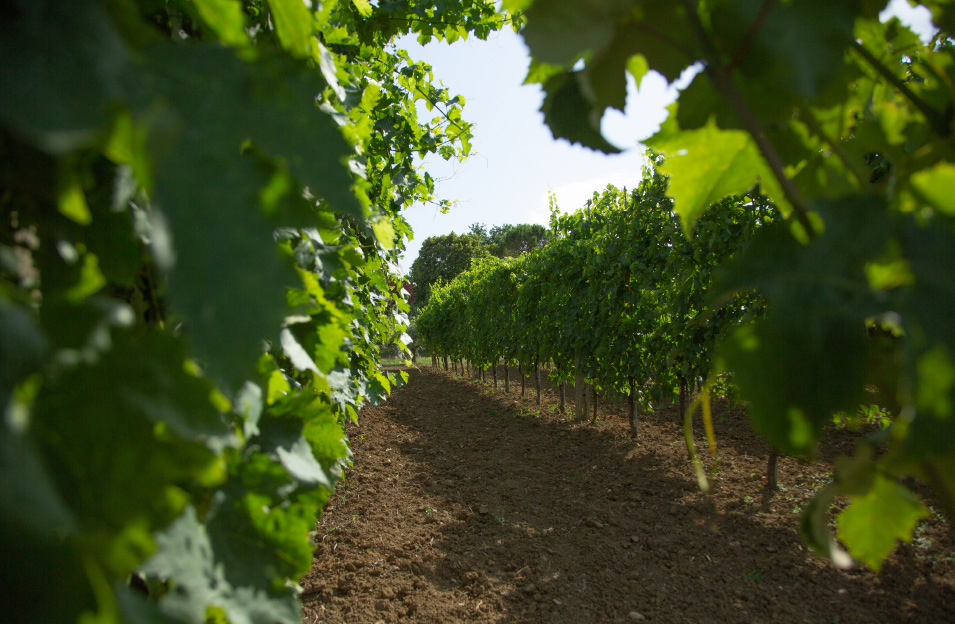 Azienda Agricola - Podere Santa Pazienza Azienda Agricola - Podere Santa Pazienza
