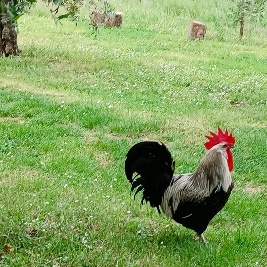 gallo