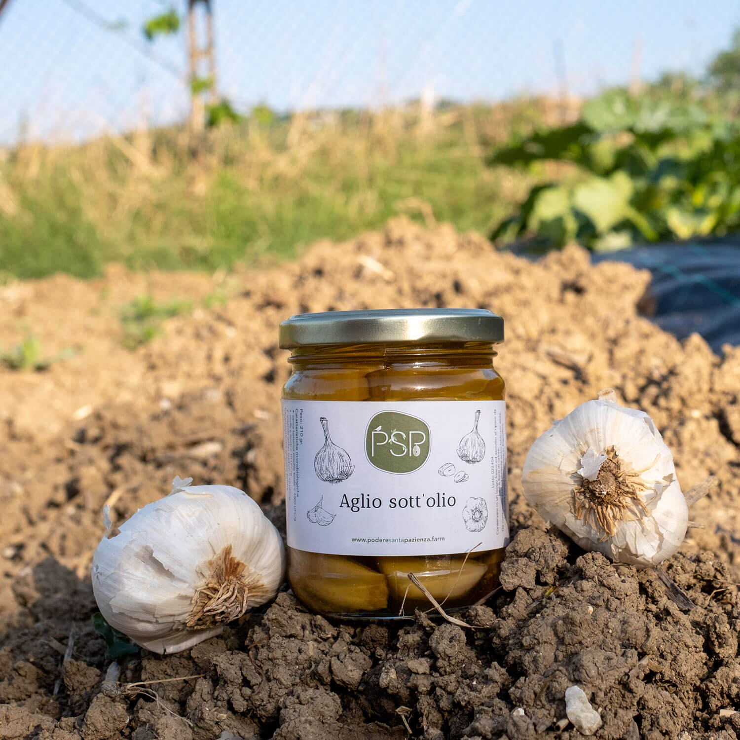Aglio-Sottolio-Podere-Santa_Pazienza-1