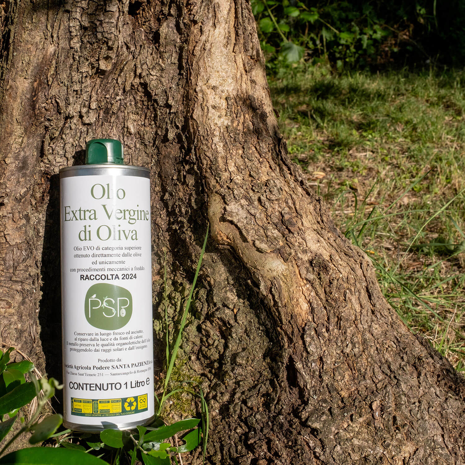 Olio-Extra-Vergine-di-Oliva-Olio-Santa_Pazienza-3