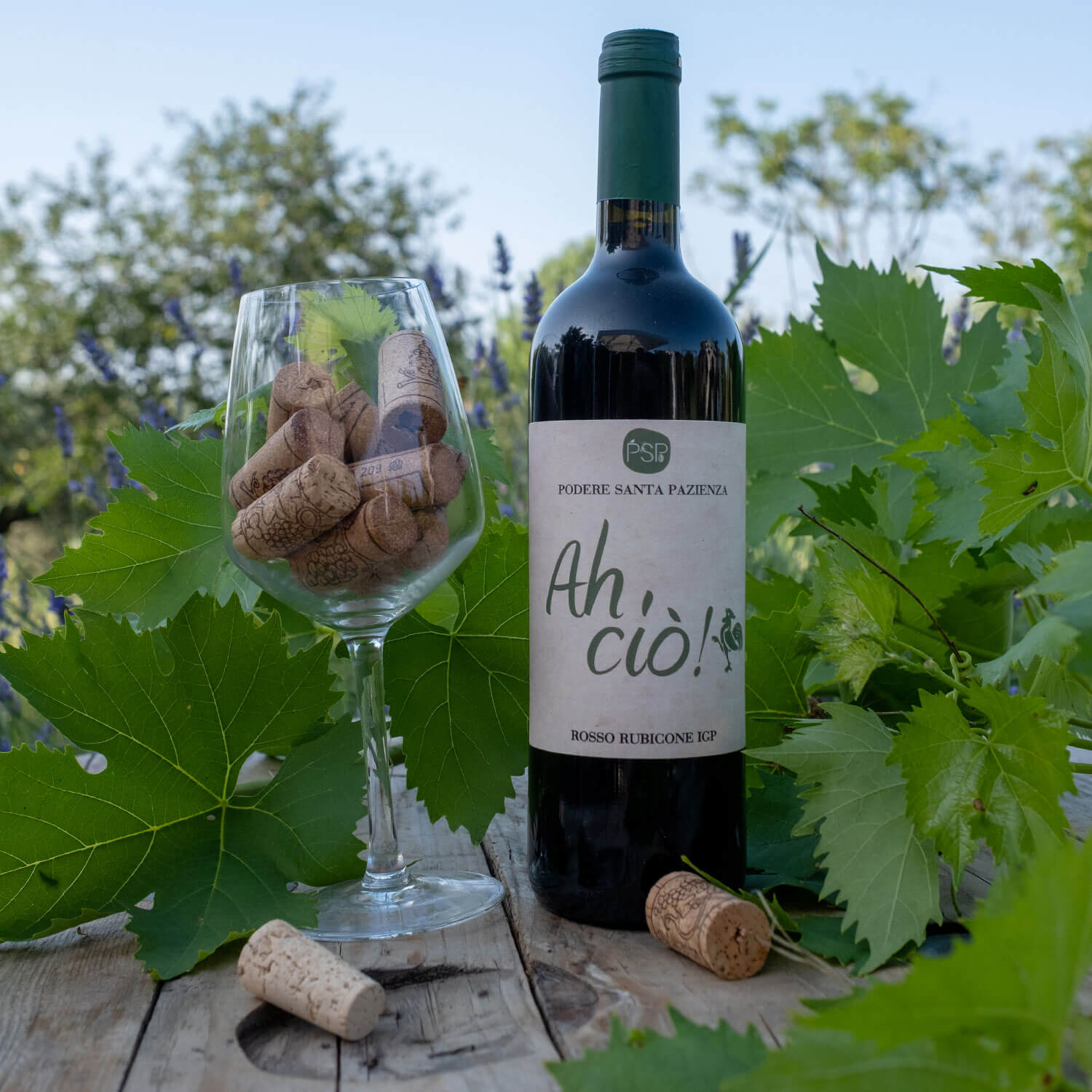 Vino-A-Cio-Podere-Santa_Pazienza-1