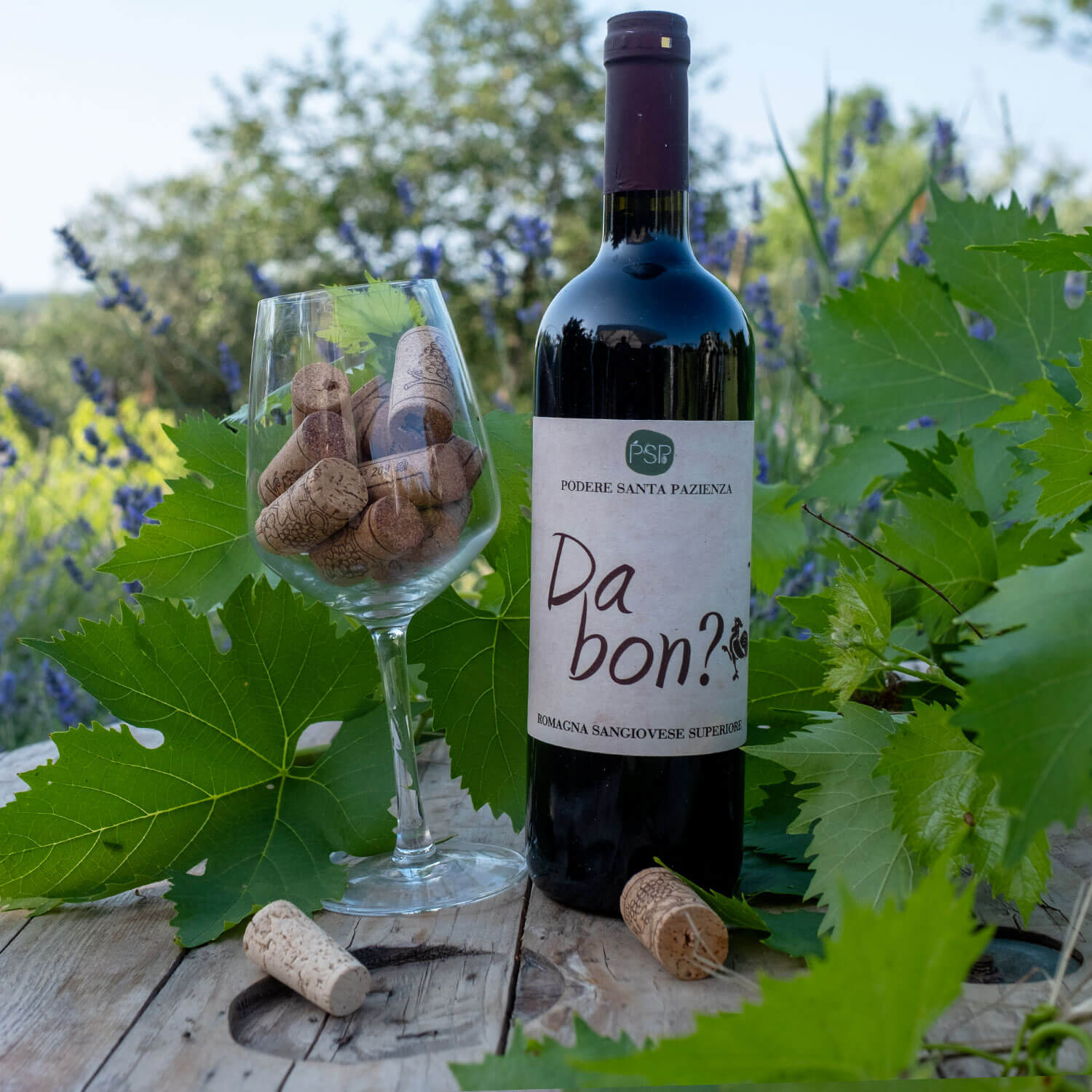 Vino-Da-Bon-Podere-Santa_Pazienza-1