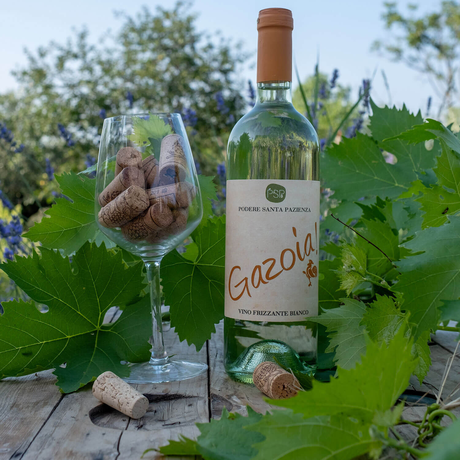 Vino-Gazoia-Podere-Santa_Pazienza-1