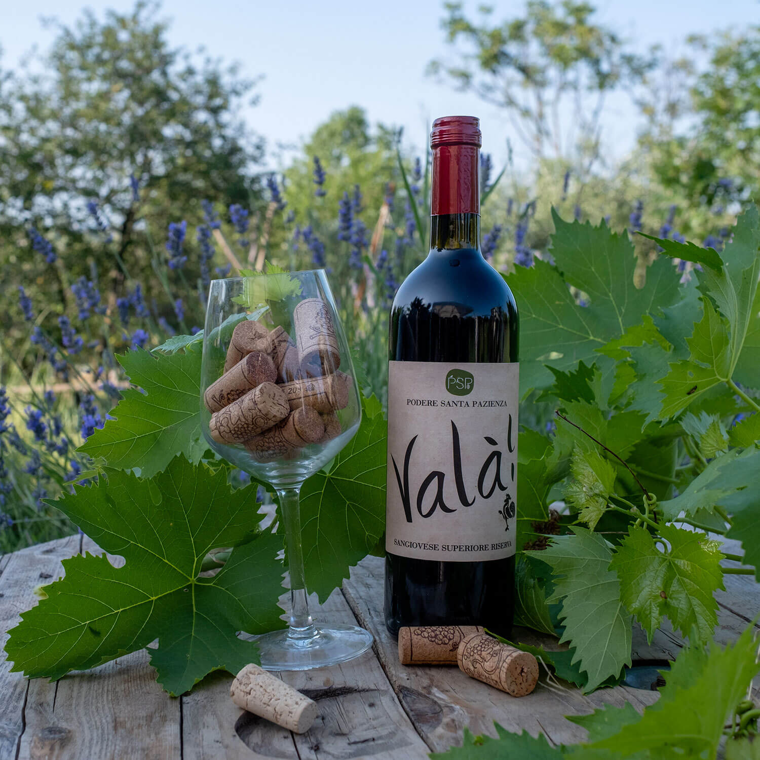 Vino-Va-La-Podere-Santa_Pazienza-1
